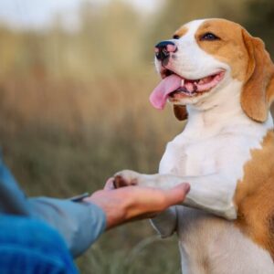 Como Adestrar Um Cachorro Filhote (passo a passo na prática)