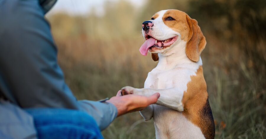 Como adestrar um cachorro filhote