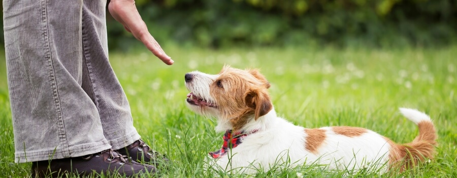 Curso cão bem resolvido por dentro