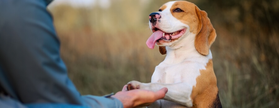 O que está incluso no curso cão bem resolvido?