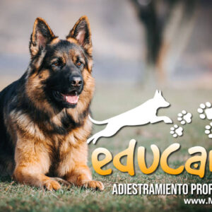 Educanino Curso Completo ¿Funciona? Curso de Alvaro Osorio (CUIDADOSO)